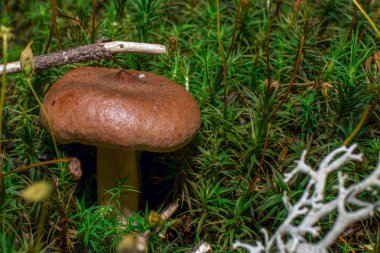 Mantar içinde yakın çekim