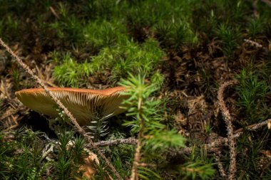 Mantar içinde yakın çekim