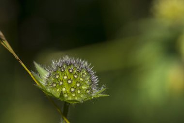 Kır çiçeği yakın çekim