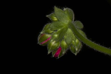 Sardunya çiçekleri yakın 