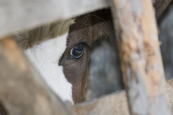 Kameraya bakarak buzağı