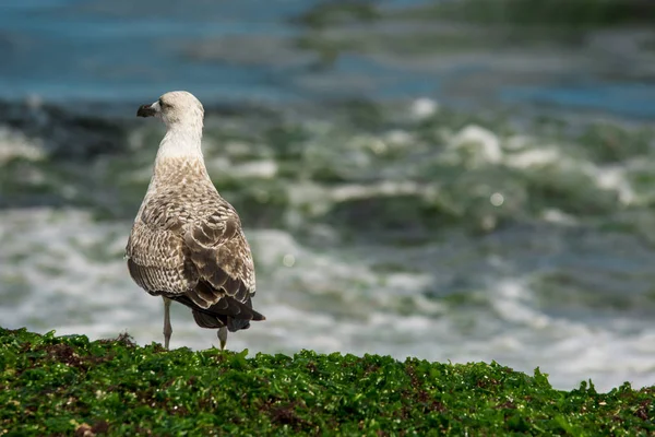 Kıyıda oturan martı — Stok fotoğraf