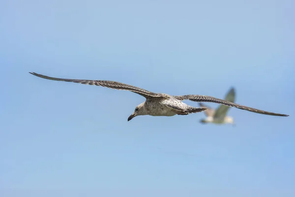 Karadeniz uçan martı — Stok fotoğraf