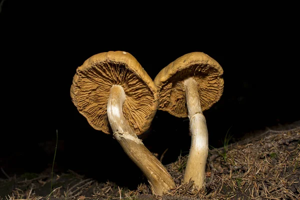 Cogumelos de perto — Fotografia de Stock