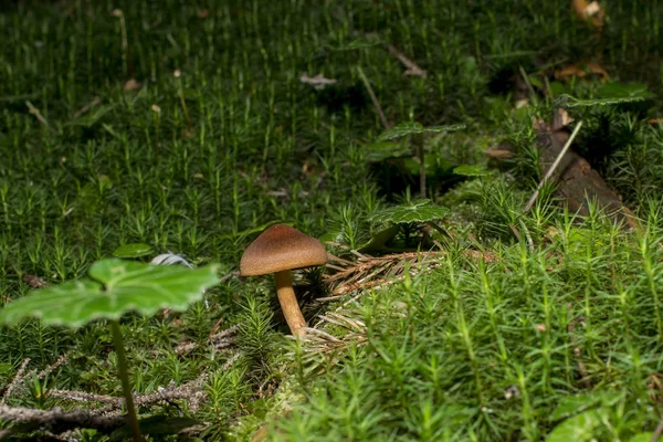 Champignons en gros plan — Photo