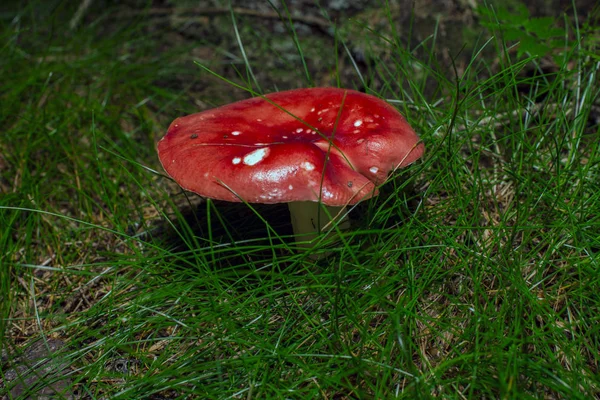 Mushrooms in close up — Stock Photo, Image