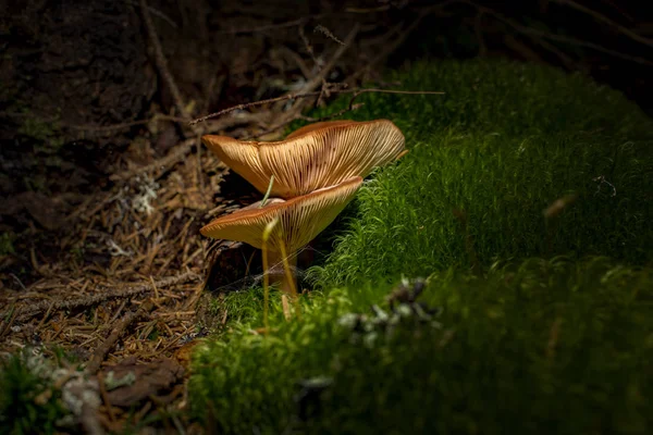 Cogumelos de perto — Fotografia de Stock