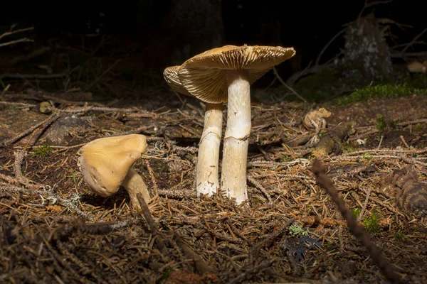 Champignons en gros plan — Photo