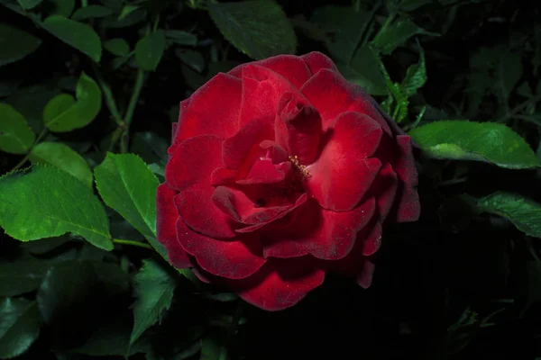 Červené růže v zblízka — Stock fotografie
