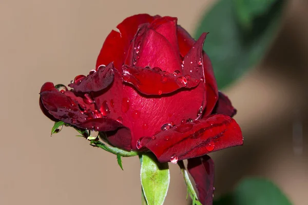 Rosa vermelha em close up — Fotografia de Stock