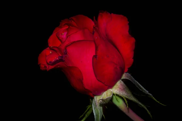 Czerwona róża w z bliska — Zdjęcie stockowe
