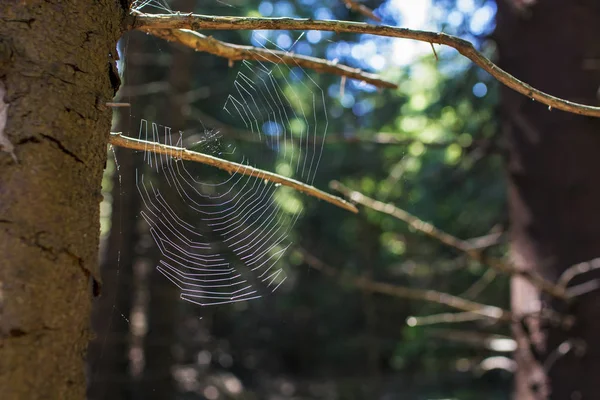 Close up of a cobweb — Stock Photo, Image