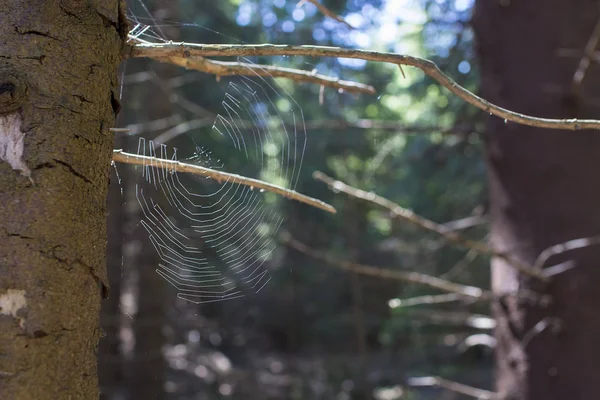 Fechar de uma teia de aranha — Fotografia de Stock