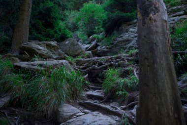 Romanya 'nın Karpat Dağlarındaki Dağ Nehrinde Şelale