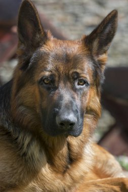 Güzel bir Alman Çoban Köpeğinin Portresi