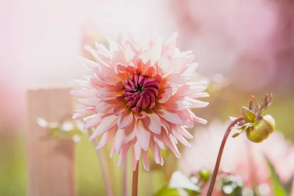 Vacker Blomma Isolerad Trädgård Bakgrund — Stockfoto