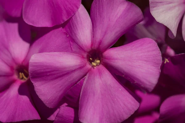 Belle Fleur Isolée Sur Fond Jardin — Photo