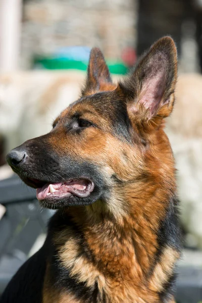 Portrait Beautiful German Shepherd Dog — Stock Photo, Image