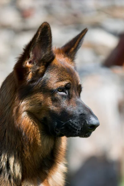 Portrait Beautiful German Shepherd Dog — Stock Photo, Image