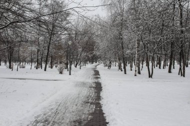 Kiev bir kış, karla kaplı parkta bir yolu. Ukrayna