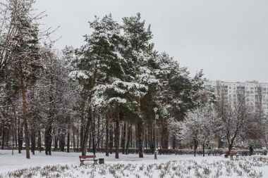 Kiev kış parkta. Ukrayna