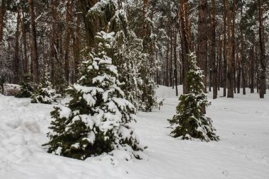 Kiev kış parkında karda iki Ladin ağacı. Ukrayna