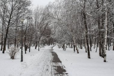 Kiev bir kış, karla kaplı parkta bir yolu. Ukrayna