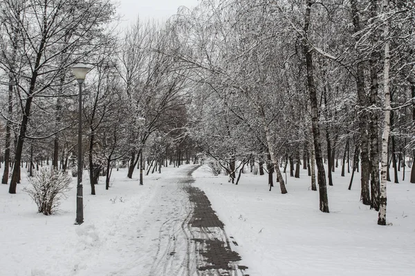 Kiev bir kış, karla kaplı parkta bir yolu. Ukrayna