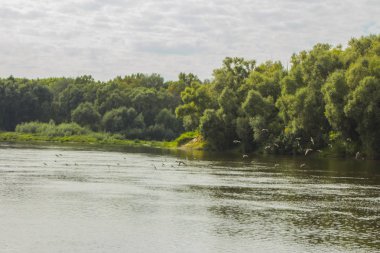 Ros Nehri'nin güzel yaz manzara. Chernihiv. Ukrayna