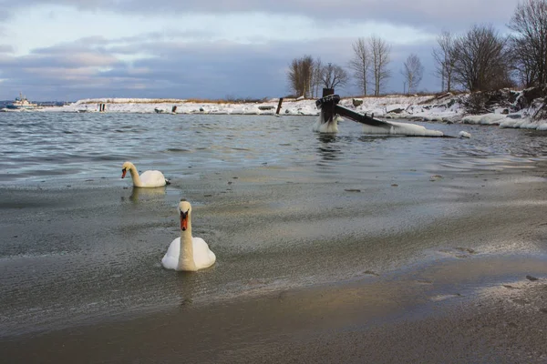 Λευκοί Κύκνοι Στη Χειμερινή Θάλασσα Στο Ταλίν Εσθονία — Φωτογραφία Αρχείου