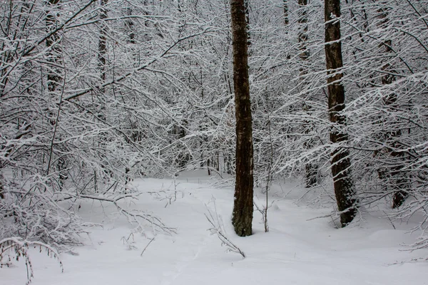 Trail Snow Covered Forest Kyiv Ukraine — Stock Photo, Image