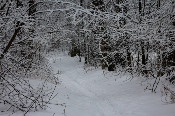 Wanderweg Einem Schneebedeckten Wald Kyiv Ukraine — Stockfoto