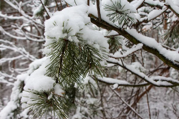 Snow Covered Pine Branches Winter Forest Kyiv Ukraine — Stock Photo, Image