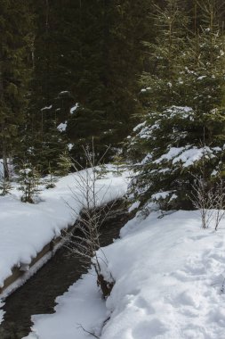 Mountain stream in the winter Carpathian Mountains. The path to the highest mountain of Ukraine-Hoverla
