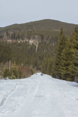 Forest road in the winter Carpathian Mountains. The path to the highest mountain of Ukraine-Hoverla