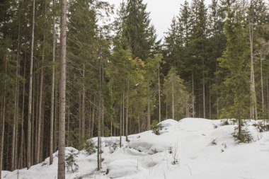 Vahşi ladin kış ormanı Ukrayna-Hoverla 'nın en yüksek dağına doğru yol alıyor..