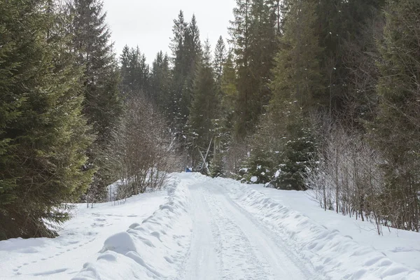 Bosweg Winter Karpaten Het Pad Naar Hoogste Berg Van Oekraïne — Stockfoto