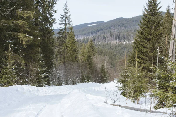 Bosweg Winter Karpaten Het Pad Naar Hoogste Berg Van Oekraïne — Stockfoto