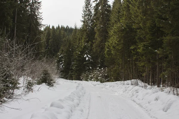 Bosweg Winter Karpaten Het Pad Naar Hoogste Berg Van Oekraïne — Stockfoto