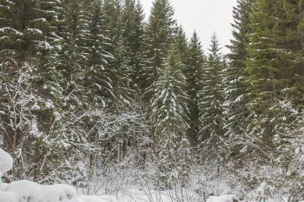 Wild Spruce Winter Forest Way Highest Mountain Ukraine Hoverla — Stock Photo, Image