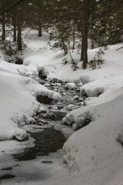 Mountain stream in the winter Carpathian Mountains. The path to the highest mountain of Ukraine-Hoverla