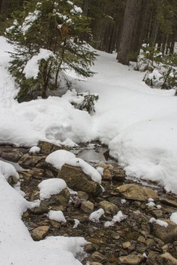 Mountain stream in the winter Carpathian Mountains. The path to the highest mountain of Ukraine-Hoverla
