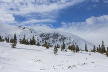 Ukrayna 'nın en yüksek dağı olan karla kaplı Hoverla Dağı manzarası
