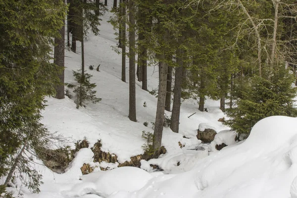 Wilde Sparren Winterwoud Weg Naar Hoogste Berg Van Oekraïne Hoverla — Stockfoto