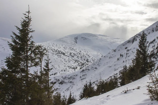 Uitzicht Besneeuwde Berg Hoverla Hoogste Berg Oekraïne — Stockfoto