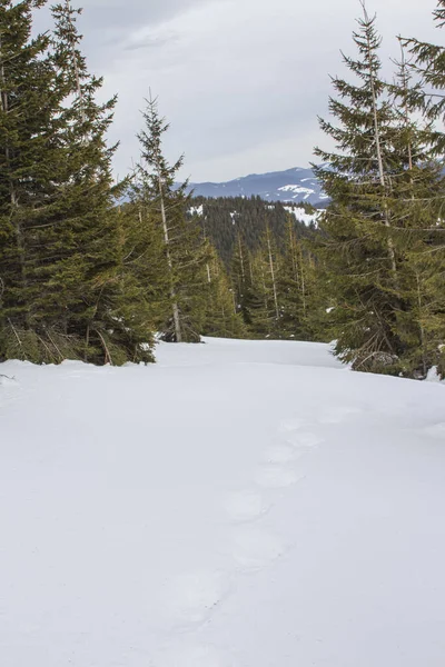 Gehakte Sparren Weg Naar Top Van Hoogste Berg Mount Hoverla — Stockfoto