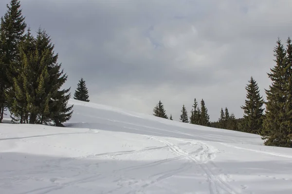 Gehakte Sparren Weg Naar Top Van Hoogste Berg Mount Hoverla — Stockfoto