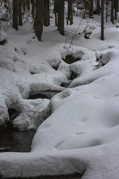 Mountain stream in the winter Carpathian Mountains. The path to the highest mountain of Ukraine-Hoverla