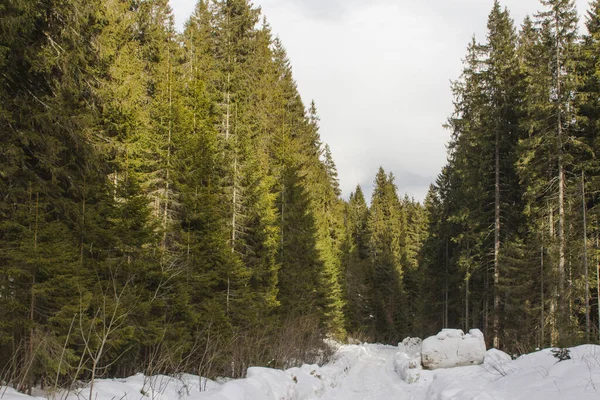 Bosweg Winter Karpaten Het Pad Naar Hoogste Berg Van Oekraïne — Stockfoto