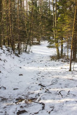 Karpatya köyü Yaremche yakınlarındaki kozalaklı ormanda patika. Ukrayna